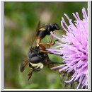 Physocephala rufipes - Dickkopffliege 03.jpg